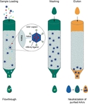 Latex Immunoturbidimetric Assa